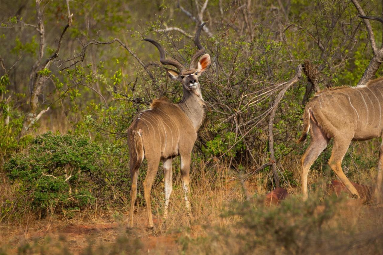 Nungu Game Lodge Lephalale 外观 照片