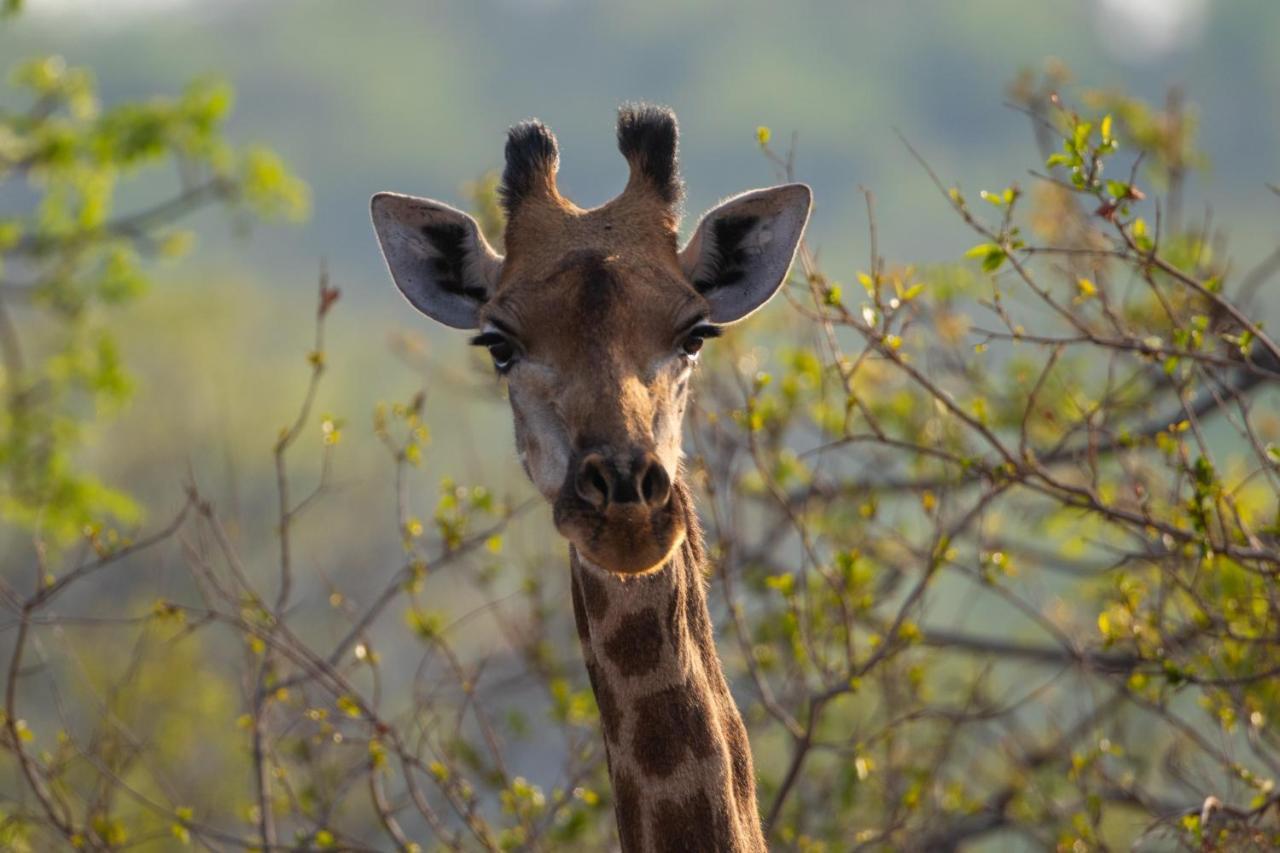 Nungu Game Lodge Lephalale 外观 照片
