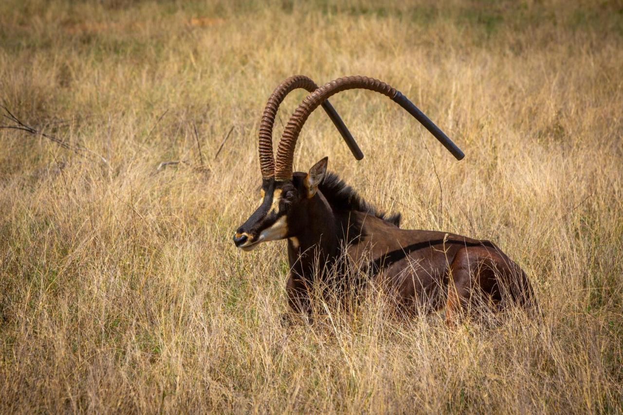 Nungu Game Lodge Lephalale 外观 照片